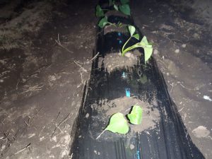 紅あずま　苗　植え